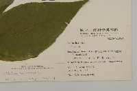 蘇利南野菊藏品圖，第2張
