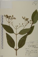 蘇利南野菊藏品圖，第1張