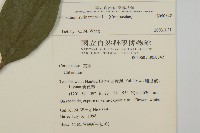 蘇利南野菊藏品圖，第2張