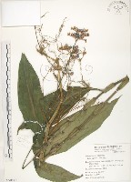 杜若藏品圖，第1張