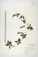 番仔藤藏品圖，第1張