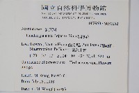 黑眼花藏品圖，第2張