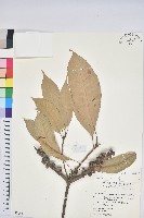 嶺南柯藏品圖，第1張