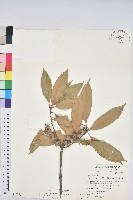 三斗石櫟藏品圖，第1張