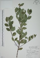 南嶺蕘花藏品圖，第1張