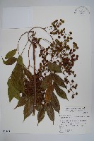 安南漆藏品圖，第1張