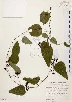 千金藤、金線吊烏龜藏品圖，第1張