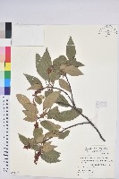 粗糠柴藏品圖，第1張