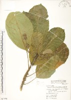 蘭嶼山欖, 大葉樹青藏品圖，第1張