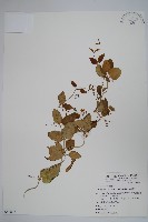 鷗蔓藏品圖，第1張