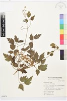 串鼻龍藏品圖，第1張