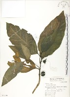 檄樹、諾麗果藏品圖，第1張