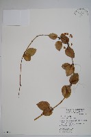 毬蘭藏品圖，第1張