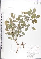 尖葉木藍藏品圖，第1張