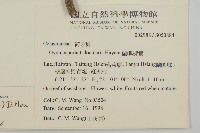 蘭嶼裸實藏品圖，第2張