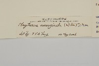 蘭嶼裸實藏品圖，第3張