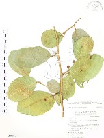 山豬枷藏品圖，第1張