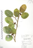 山豬枷藏品圖，第1張