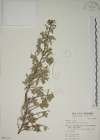 水芫花藏品圖，第1張