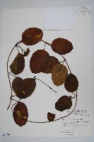 爬森藤藏品圖，第1張