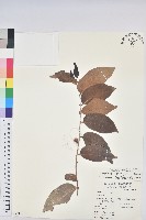 錫蘭饅頭果，香港饅頭果，大葉饅頭果，香港算盤子藏品圖，第1張