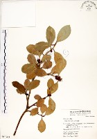 榕樹藏品圖，第1張
