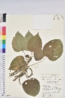 花蓮鐵莧、臺東鐵莧藏品圖，第1張