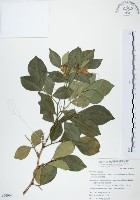 長果月橘藏品圖，第1張