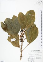 假三腳虌藏品圖，第1張