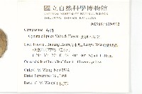 蘭嶼木耳菜藏品圖，第2張