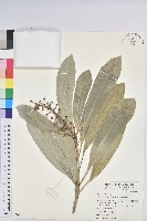 蘭嶼土沉香藏品圖，第1張