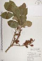 大葉樹蘭藏品圖，第1張