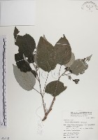 落尾麻藏品圖，第1張