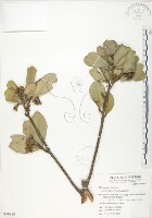 蘭嶼樹杞、蘭嶼紫金牛藏品圖，第1張