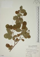 白木蘇花藏品圖，第1張
