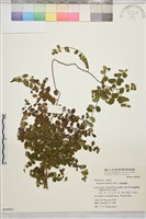 小葉黃鱔藤藏品圖，第2張