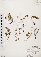 毛馬齒莧藏品圖，第1張