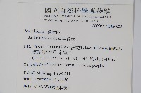 爵床藏品圖，第2張