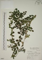 小葉黃鱔藤藏品圖，第1張