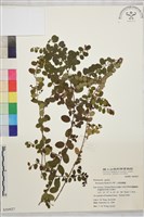 小葉黃鱔藤藏品圖，第2張