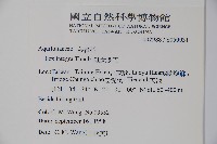 全緣葉冬青藏品圖，第2張