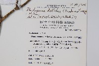 三菱果樹參藏品圖，第5張