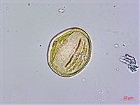 三菱果樹參藏品圖，第2張