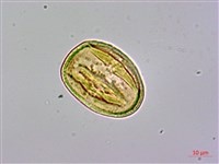 三菱果樹參藏品圖，第3張