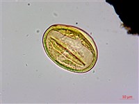 三菱果樹參藏品圖，第4張