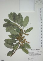 蘭嶼念珠藤藏品圖，第1張