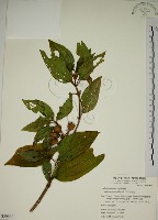 基尖葉野牡丹、蘭嶼野牡丹藏品圖，第1張