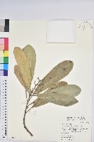 蘭嶼土沉香藏品圖，第1張