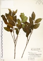 菲律賓榕藏品圖，第1張