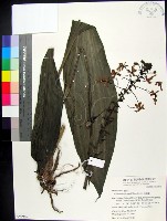 白鶴蘭藏品圖，第1張